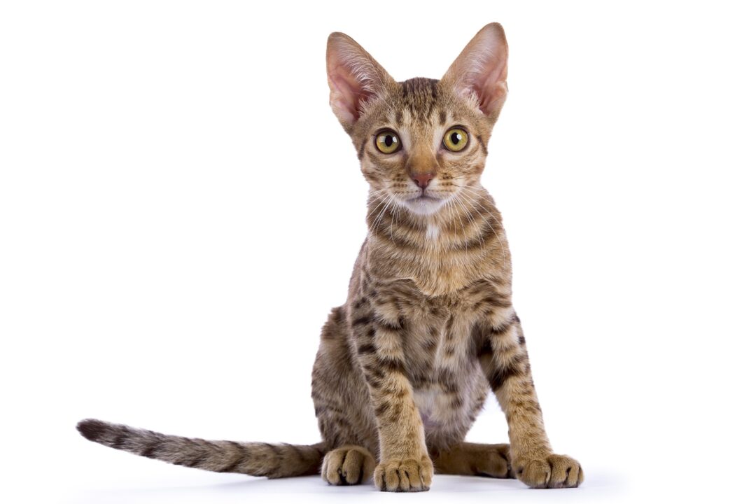 How Much Does an Ocicat Cost? (2024 Price Guide)