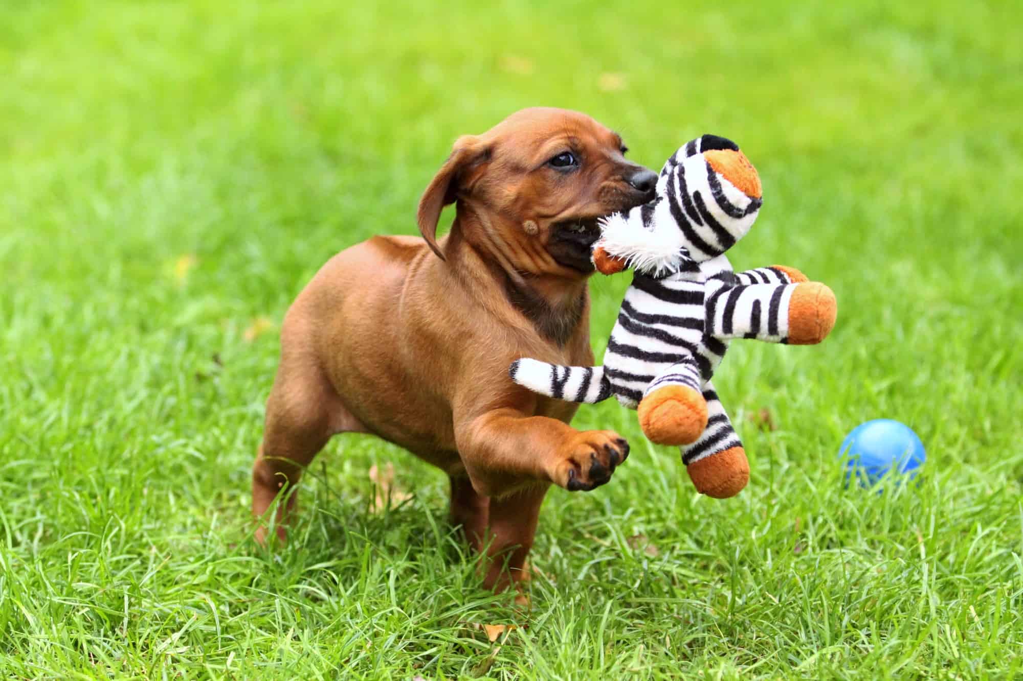ridgeback speed weight