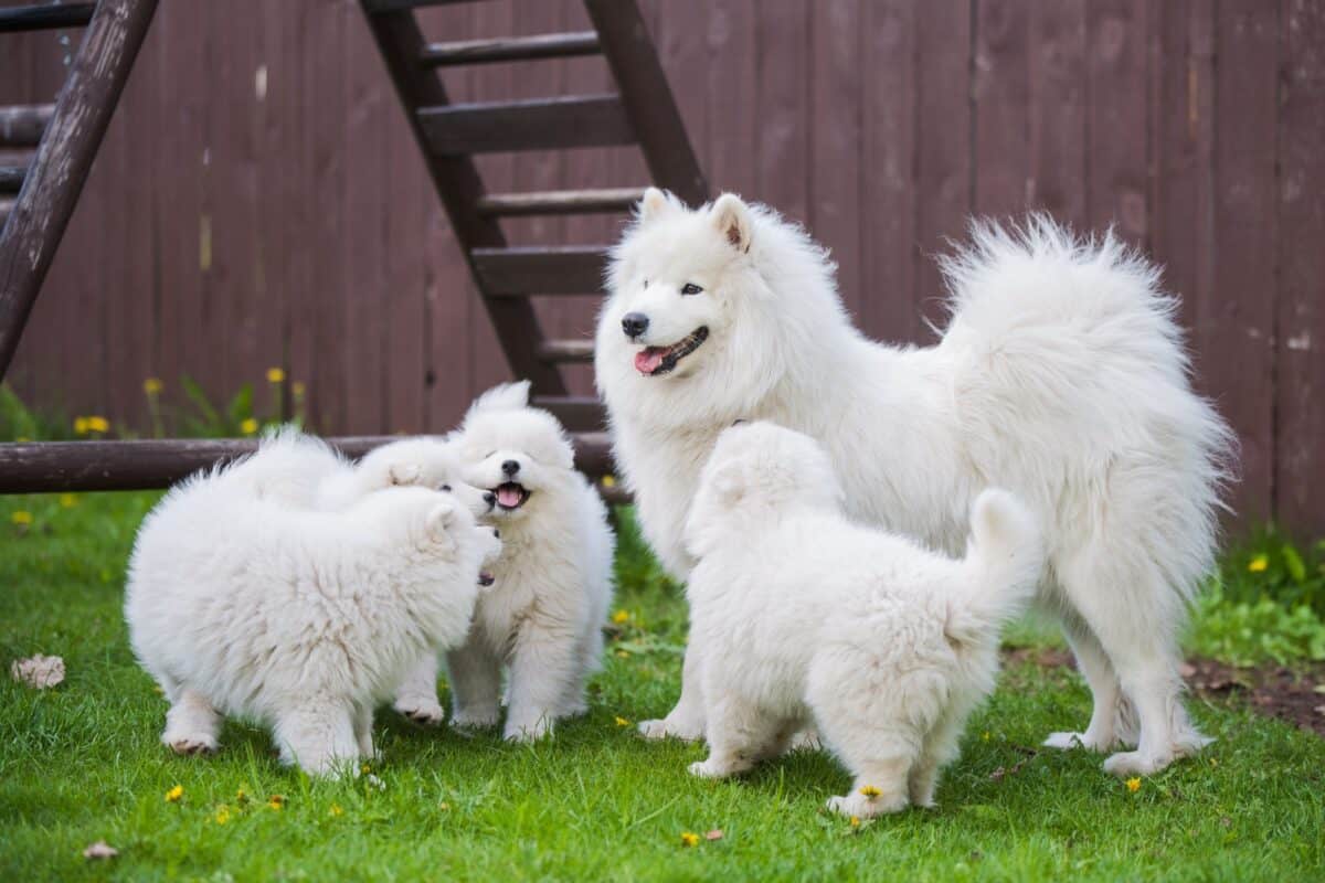 how much is a samoyed puppy usa