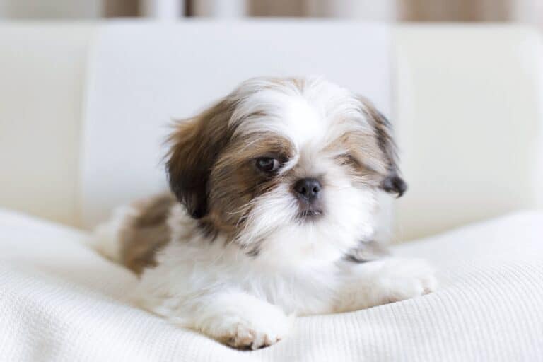 How Much Does a Shih Tzu Cost? (2024 Price Guide)