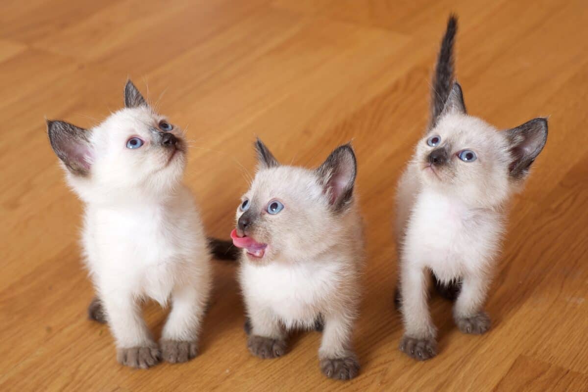 Average cost of Siamese kitten