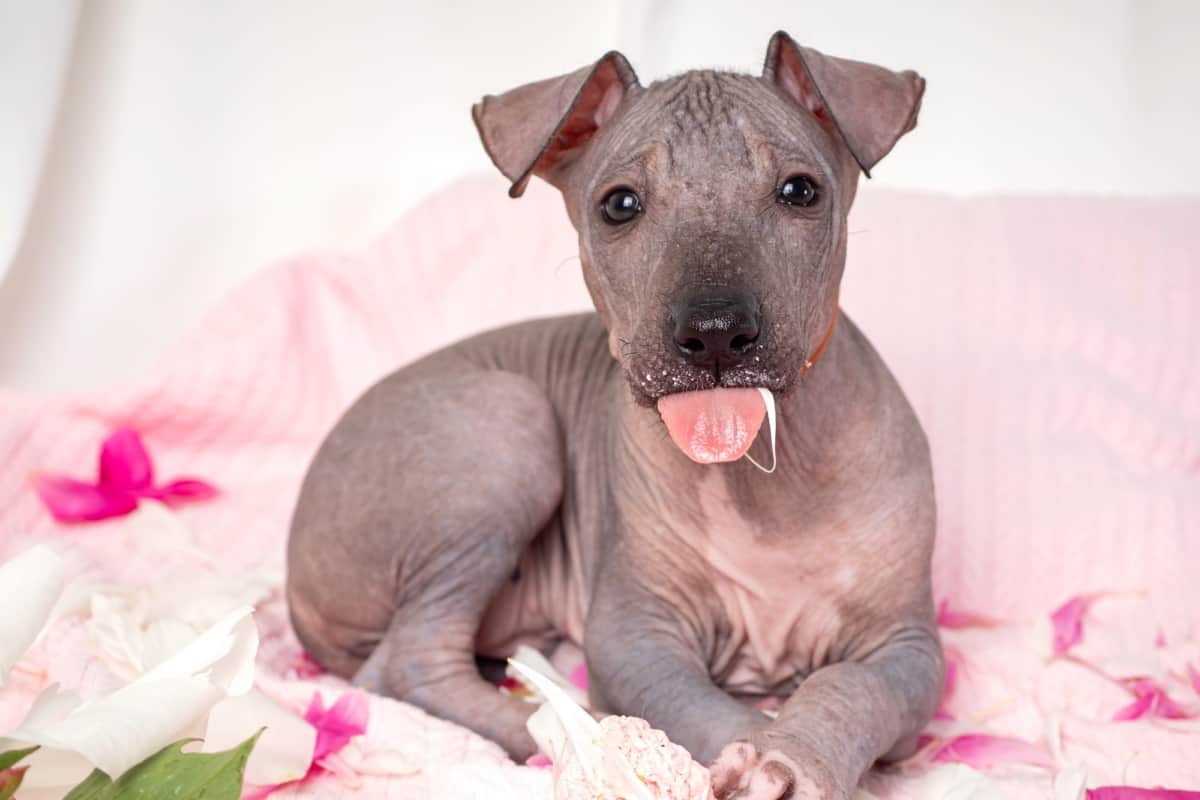 Average cost of Xoloitzcuintli puppy