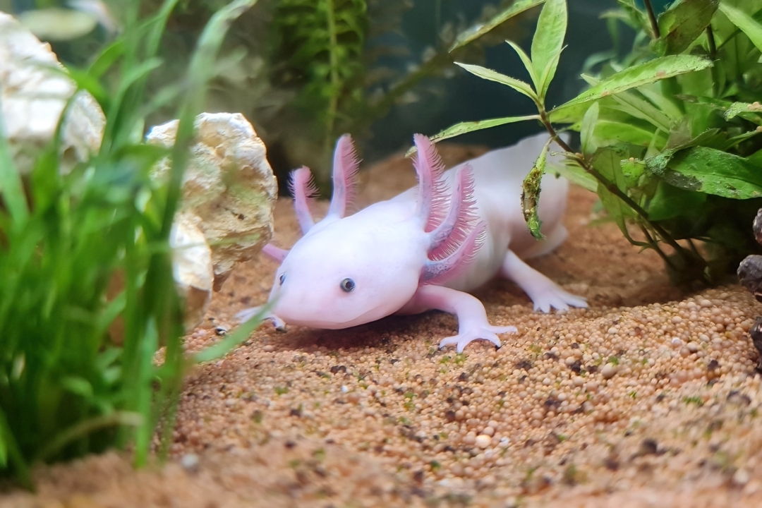 Axolotl Lifespan How Long Do Axolotls Live on Average?