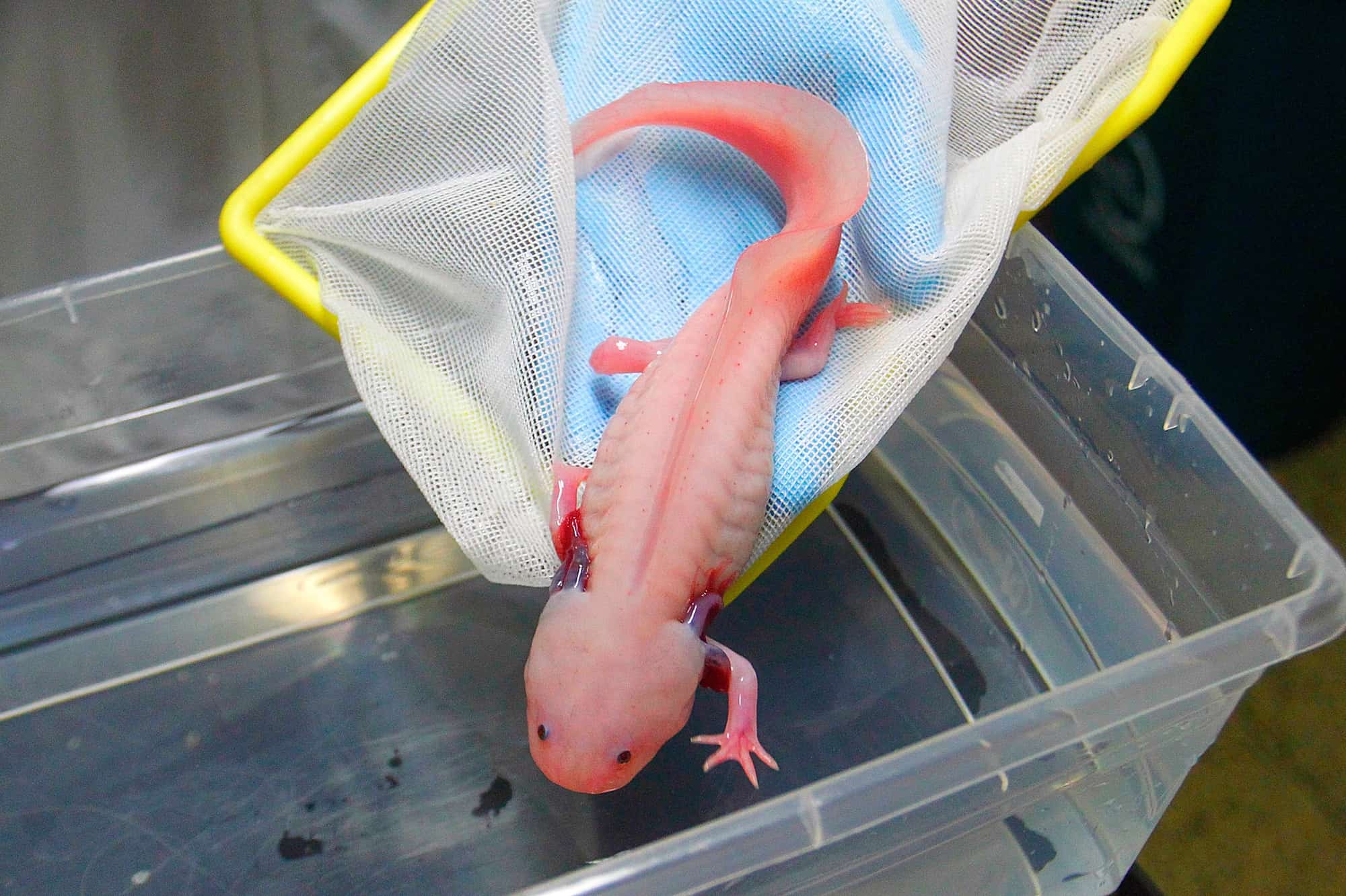 Can Axolotls Go on Land? All Questions Answered (With FAQs)