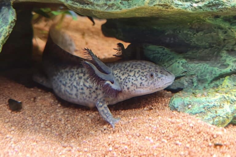 Axolotl Lifespan How Long Do Axolotls Live on Average?