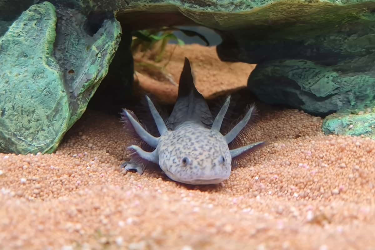 Axolotl in an aquarium underwater