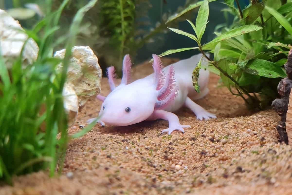 Axolotl in an aquarium with water