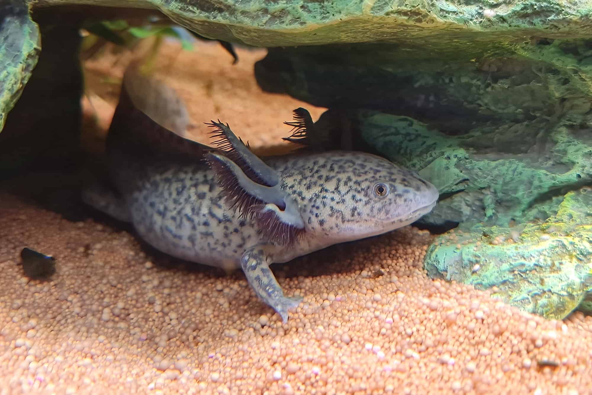 Axolotl Lifespan How Long Do Axolotls Live on Average?