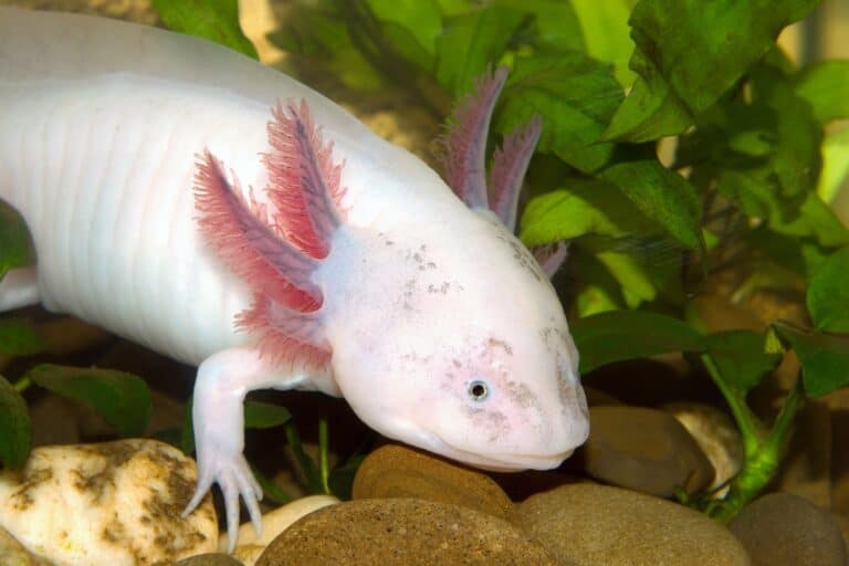 Axolotl Lifespan How Long Do Axolotls Live on Average?