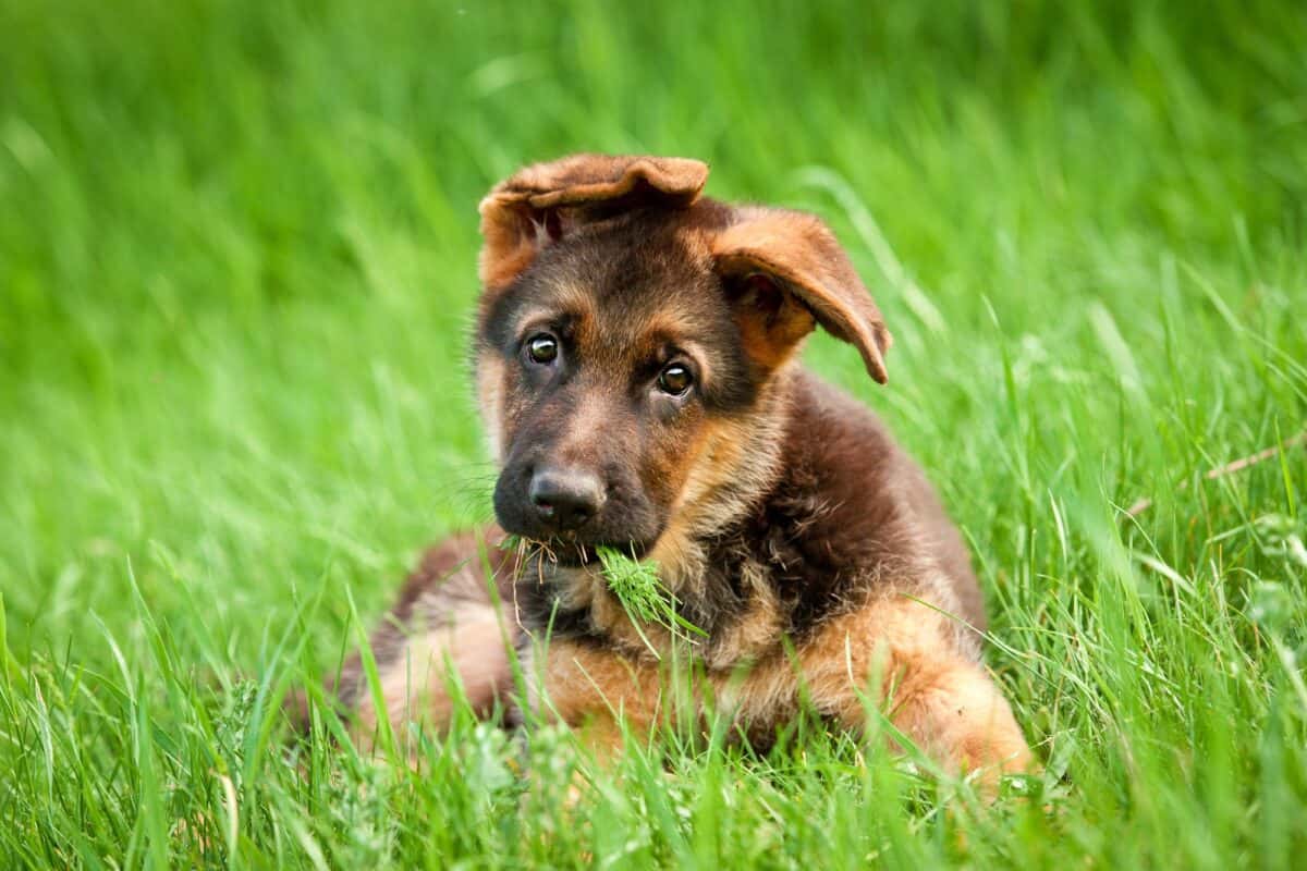 Baby German shepherd puppy in the grass