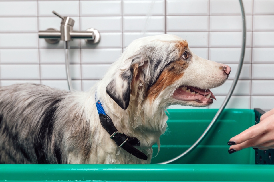 Can You Shave Your Australian Shepherd? The Truth Revealed!