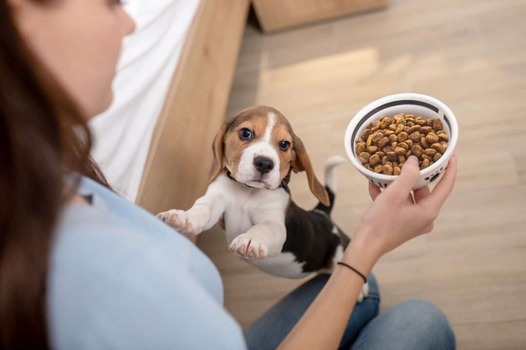 How Much Does a Beagle Cost? (2024 Price Guide) Bubbly Pet