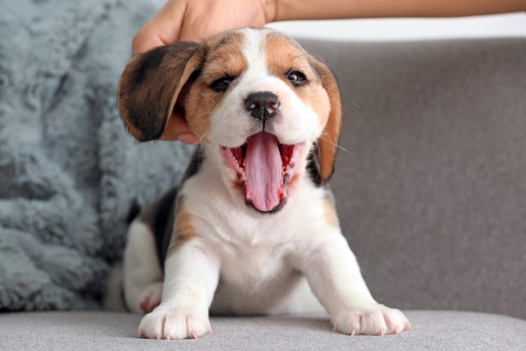 How Much Does a Beagle Cost? (2024 Price Guide)