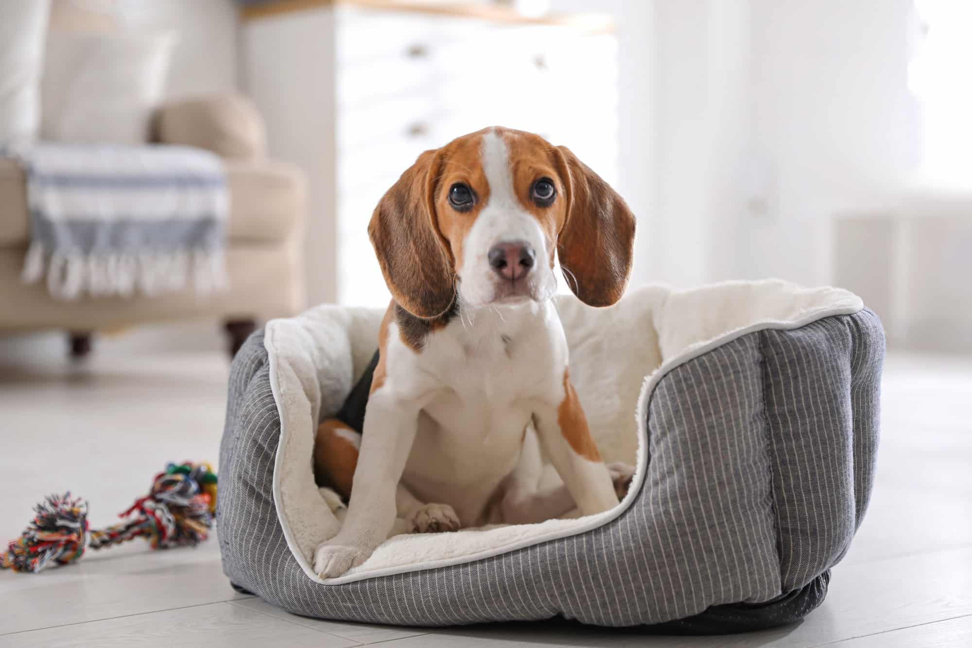 How Much Does a Beagle Cost? (2024 Price Guide) Bubbly Pet