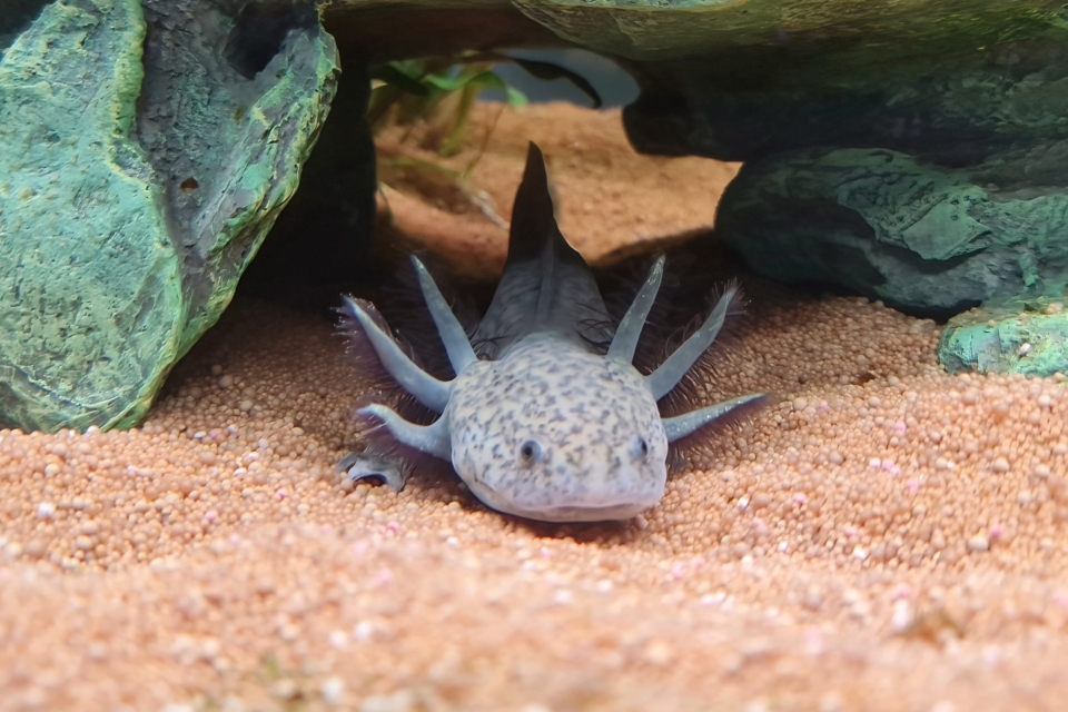 Axolotl Lifespan How Long Do Axolotls Live on Average?