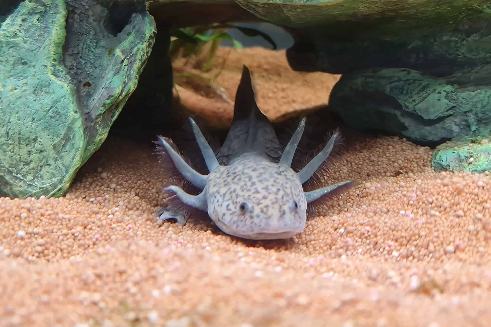 Axolotl Lifespan How Long Do Axolotls Live on Average?