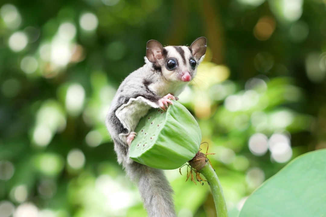 20+ Sugar Glider Colors and Patterns Explained (With Pictures)