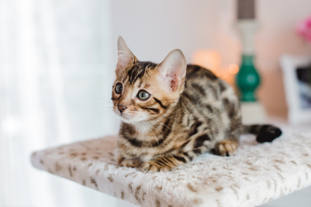 10 Best Bengal Cat Breeders (2024) Our Top 10 Picks!