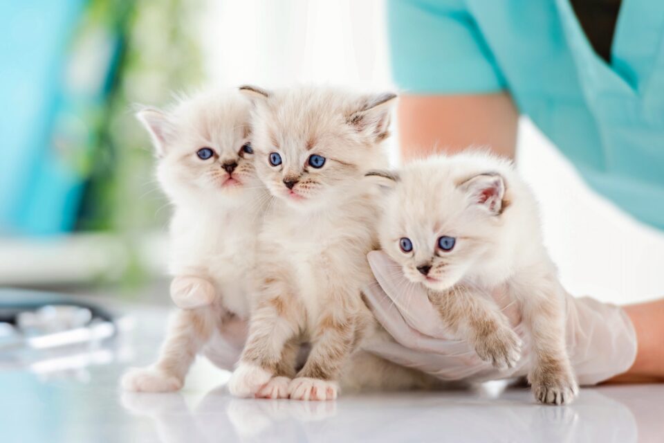 10 Best Ragdoll Breeders (2025): Our Top 10 Picks!
