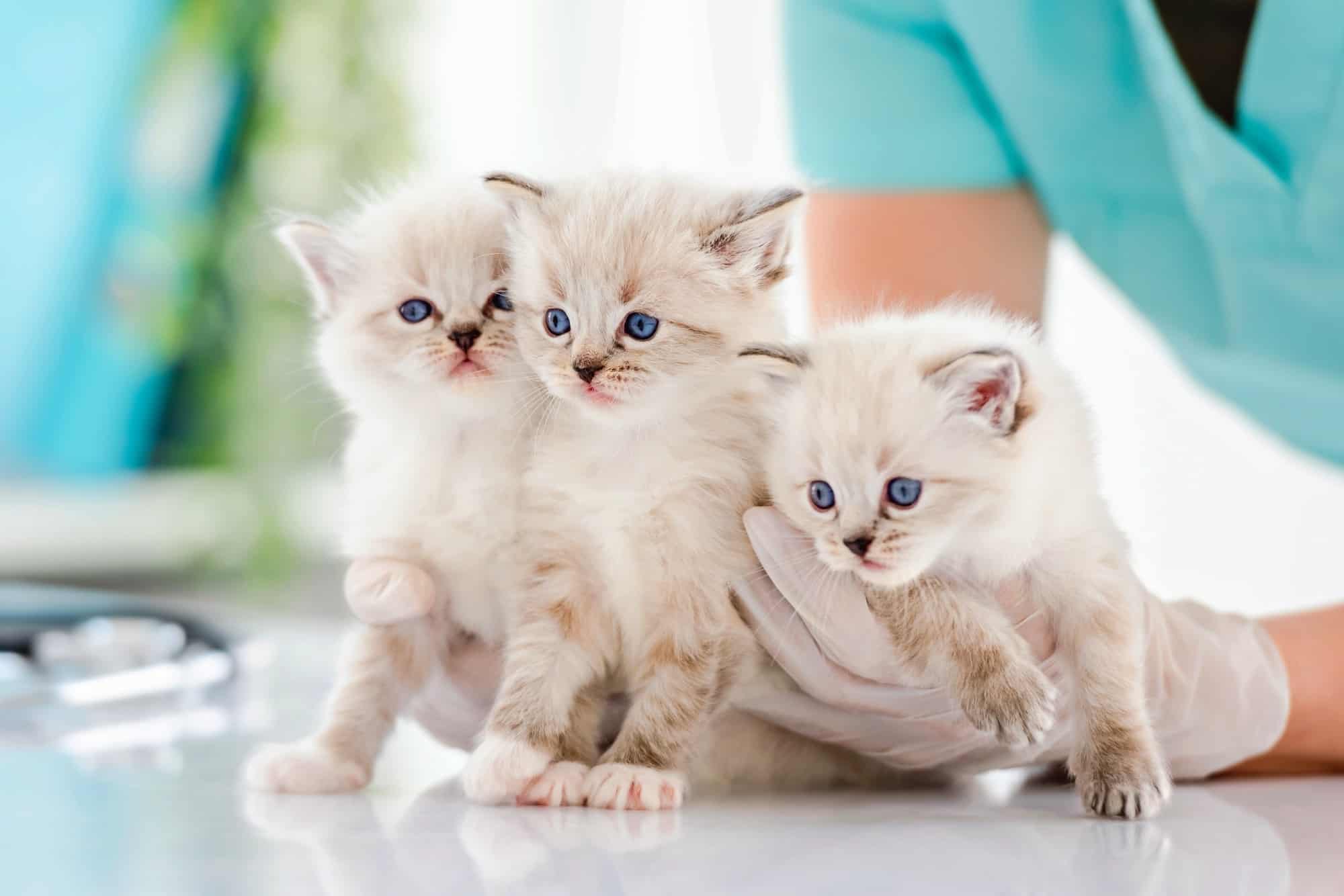 10 Best Ragdoll Breeders (2024) Our Top 10 Picks!