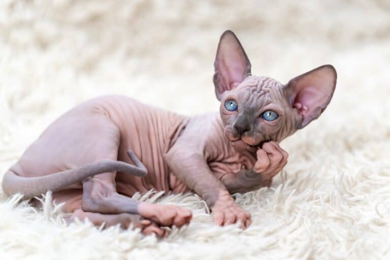 10 Best Sphynx Breeders (2024) Our Top 10 Picks!