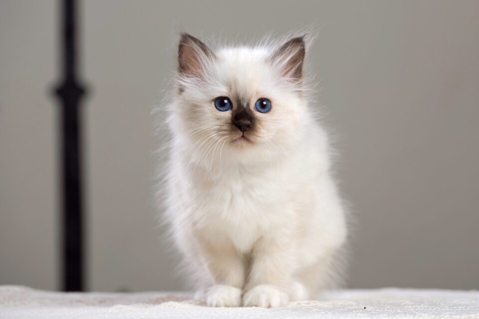 How Much Does a Birman Cat Cost? (2024 Price Guide)