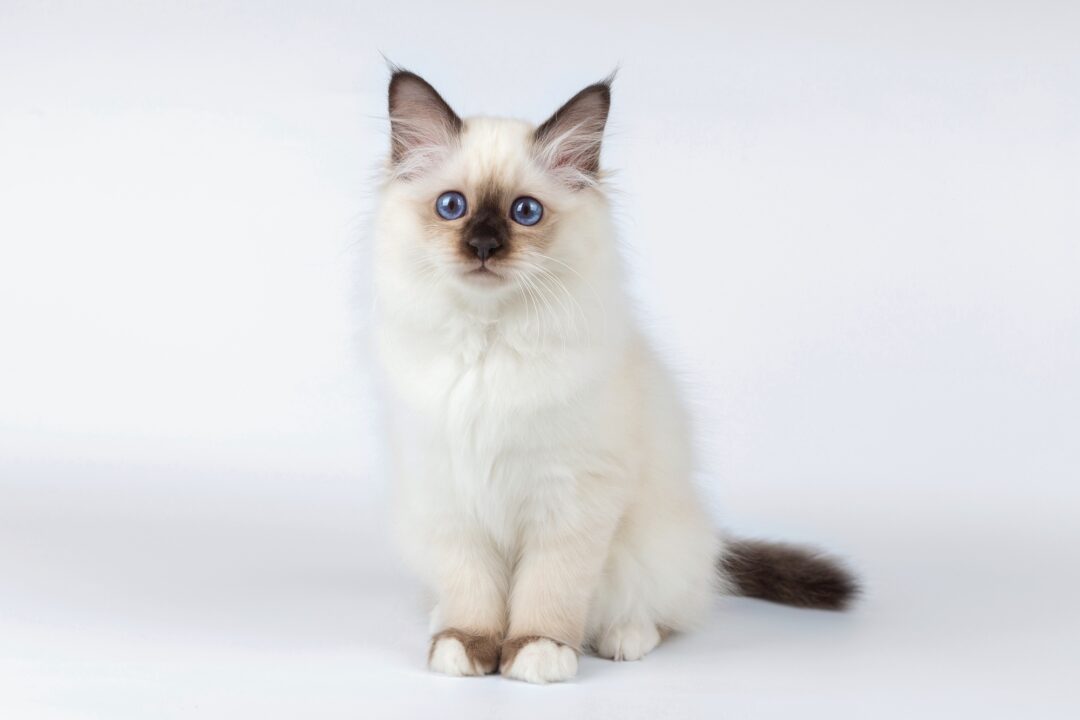 How Much Does a Birman Cat Cost? (2024 Price Guide)