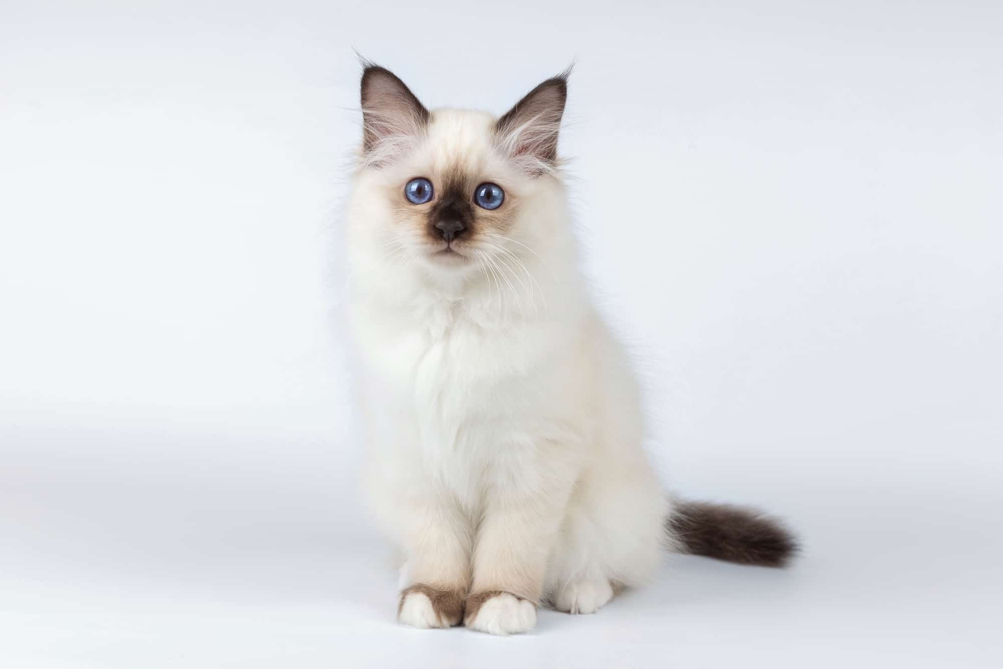 How Much Does a Birman Cat Cost? (2024 Price Guide)
