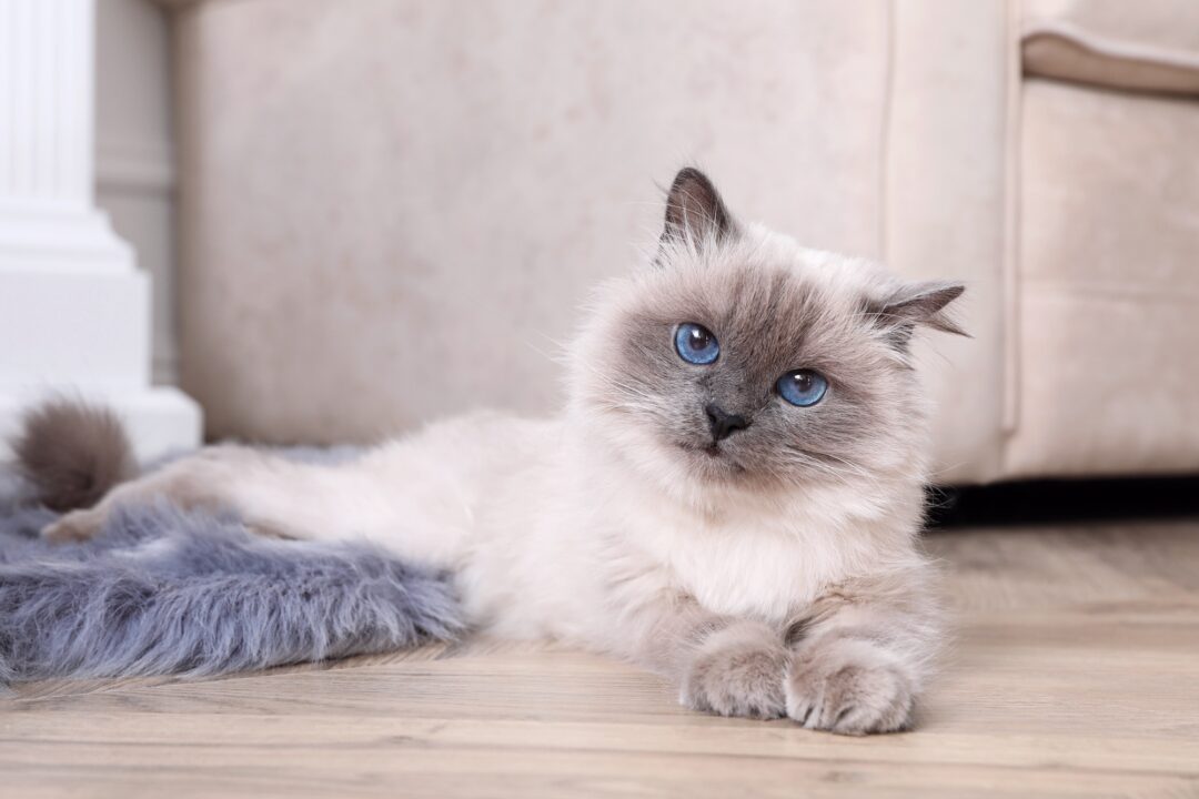 How Much Does a Birman Cat Cost? (2024 Price Guide)