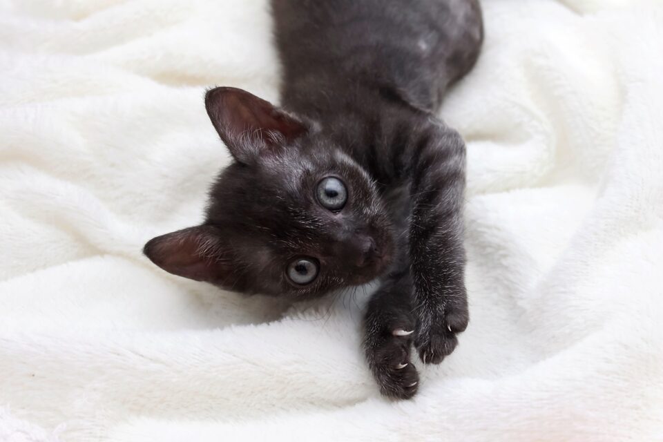 How Much Does a Bombay Cat Cost? (2024 Price Guide)