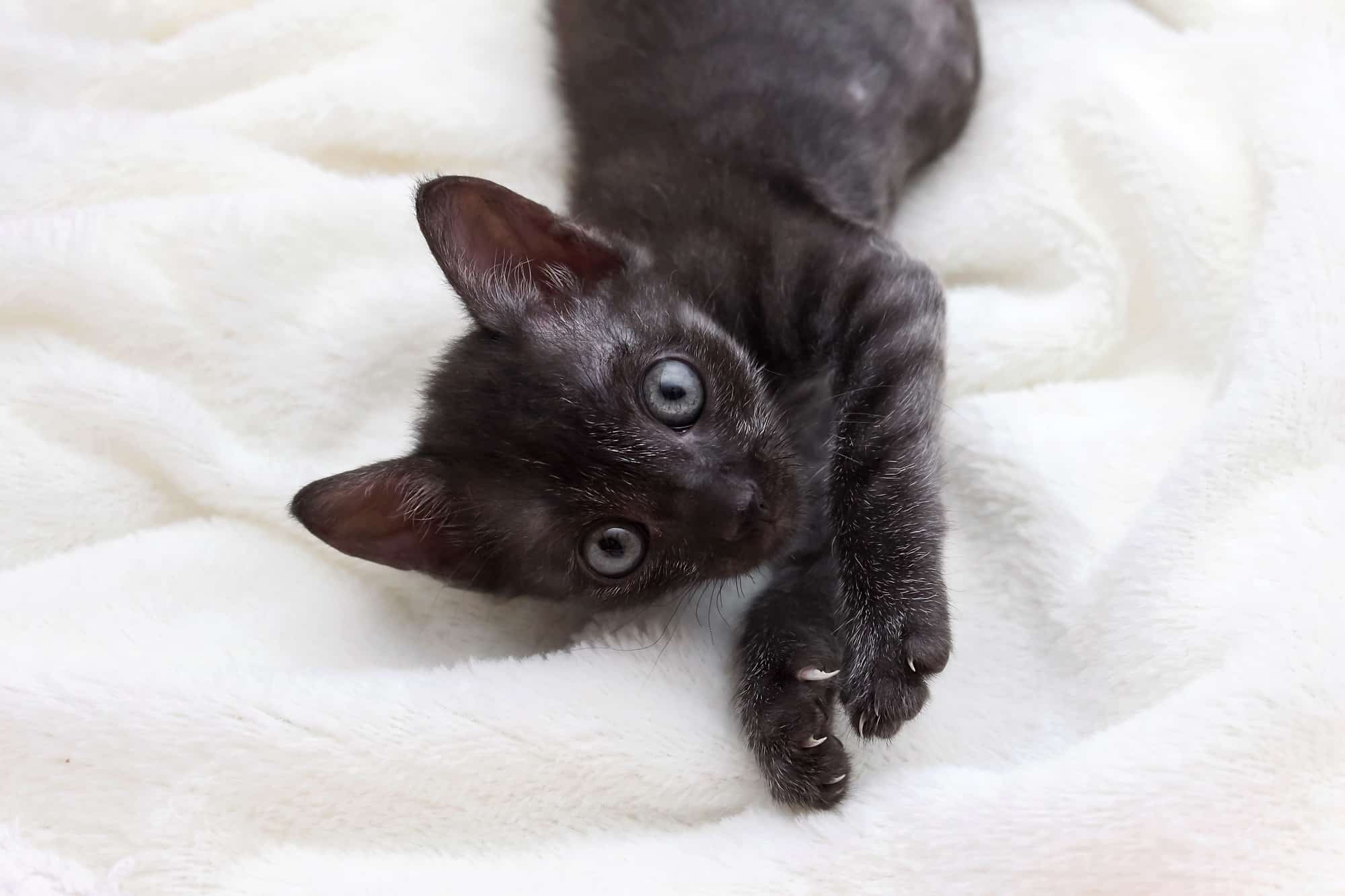 How Much Does a Bombay Cat Cost? (2026 Price Guide)