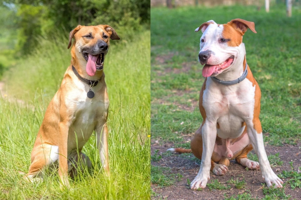 Black Mouth Cur Pitbull Mix Info, Pictures, Facts, FAQs & More