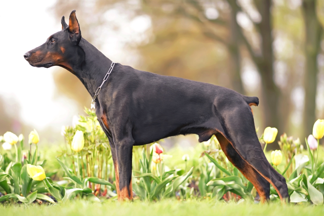 Doberman Tail Docking Here's Everything You Need to Know