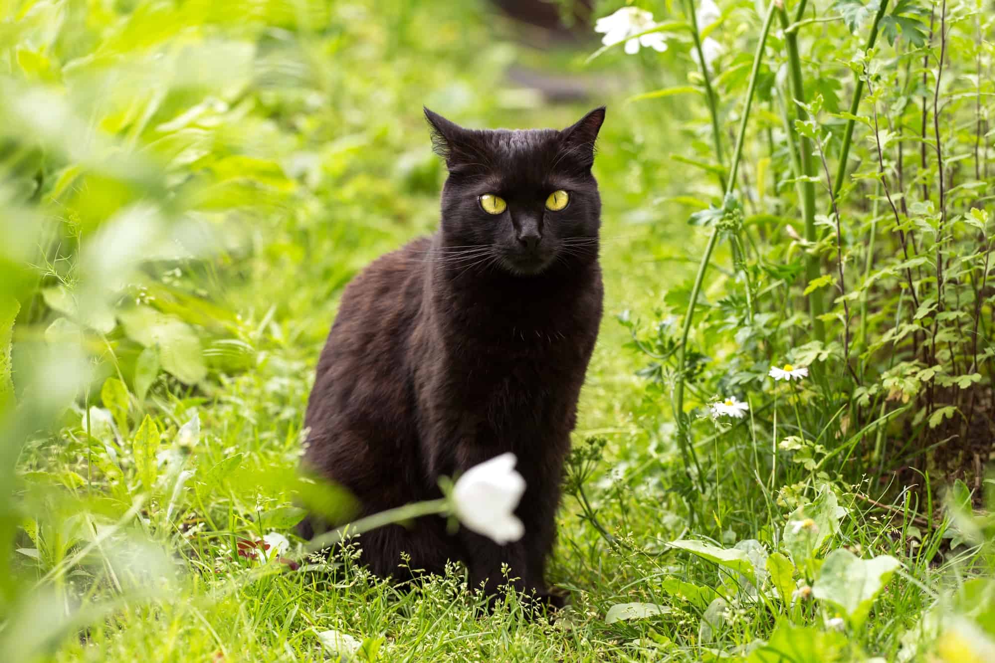 How Much Does a Bombay Cat Cost? (2024 Price Guide)