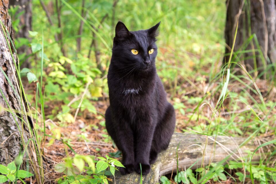 How Much Does a Bombay Cat Cost? (2024 Price Guide)