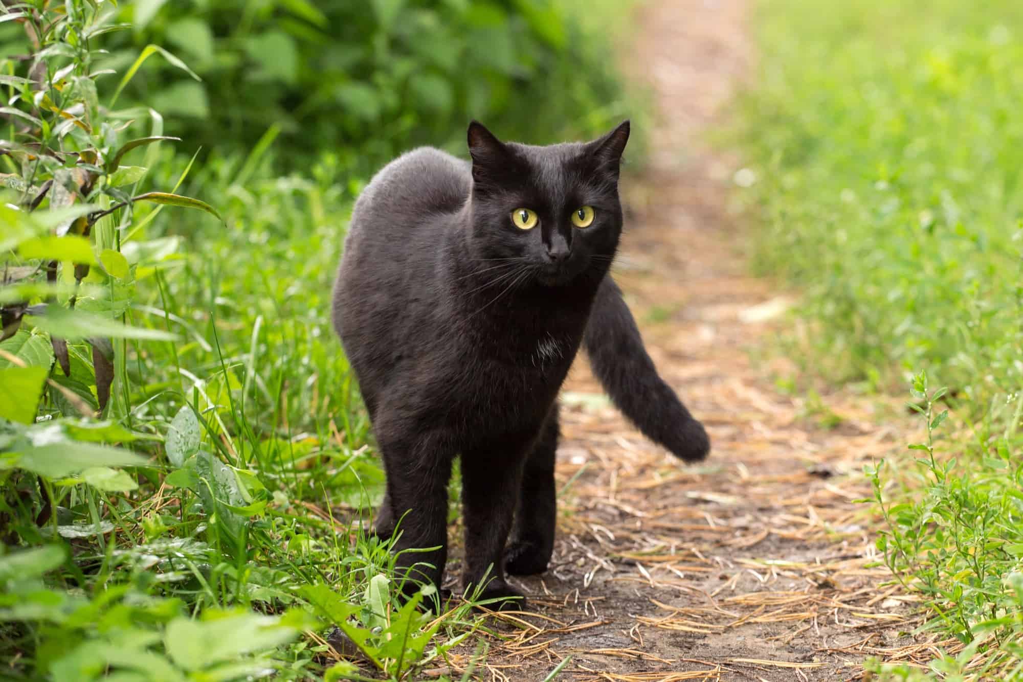 How Much Does a Bombay Cat Cost? (2024 Price Guide)