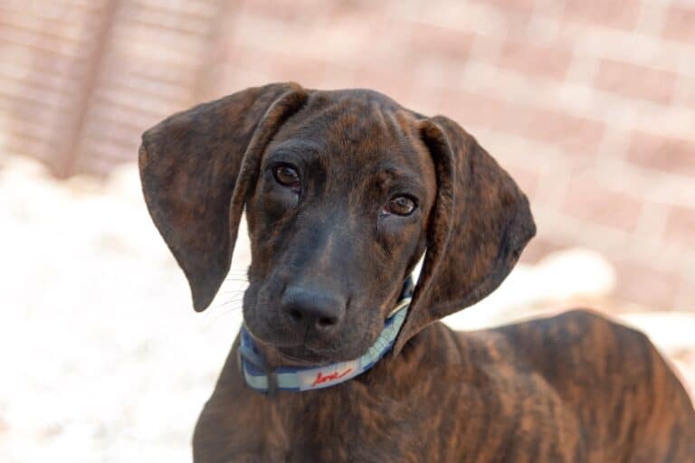 Plott Hound Lab Mix Info, Pictures, Facts, Traits, FAQs & More