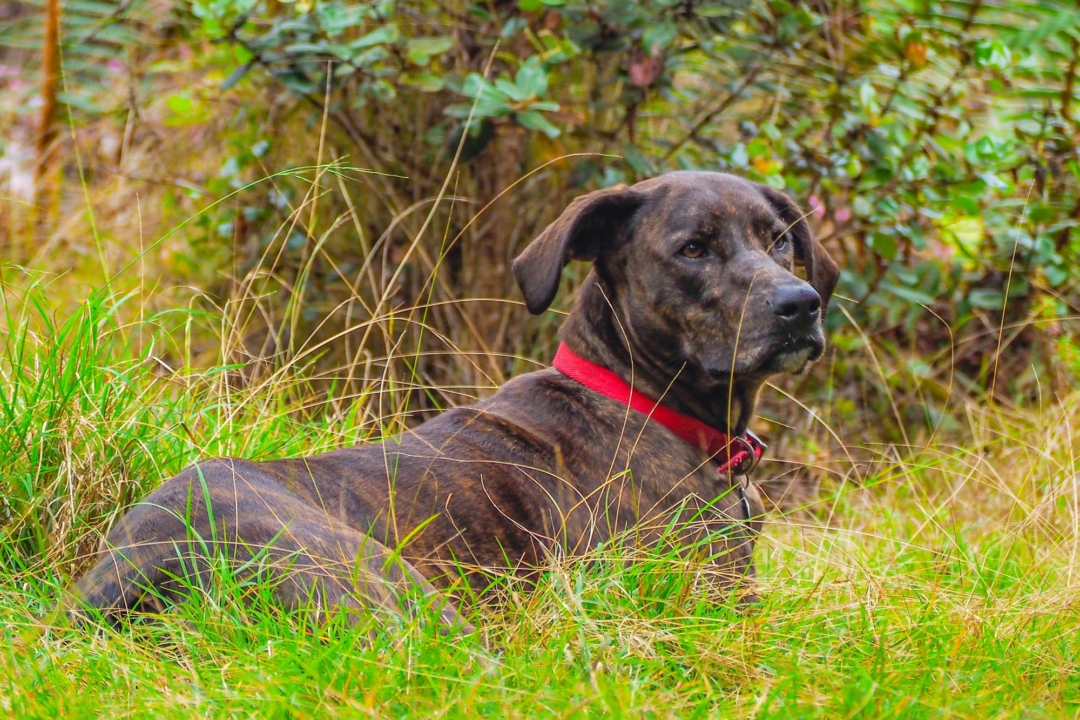 Plott Hound Lab Mix Info, Pictures, Facts, Traits, FAQs & More