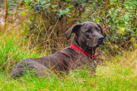 Plott Hound Lab Mix: Info, Pictures, Facts, Traits, FAQs & More