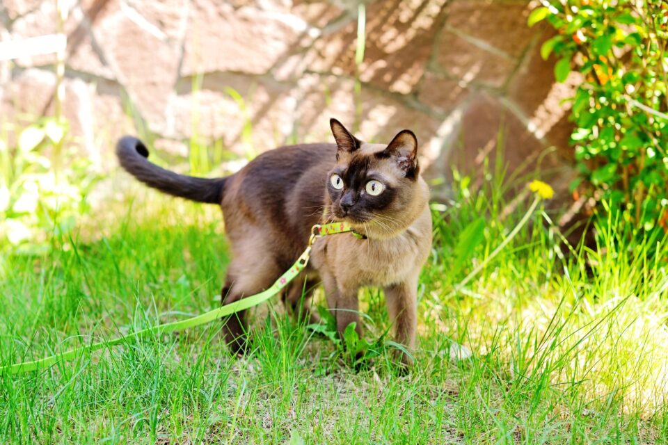 How Much Does Burmese Cat Cost? (2024 Price Guide)