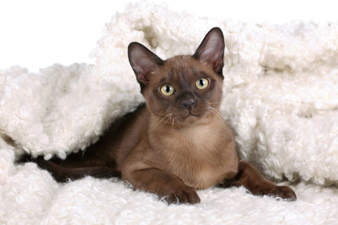 How Much Does Burmese Cat Cost? (2025 Price Guide)