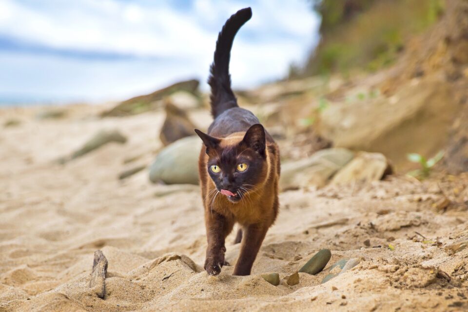 How Much Does Burmese Cat Cost? (2024 Price Guide)