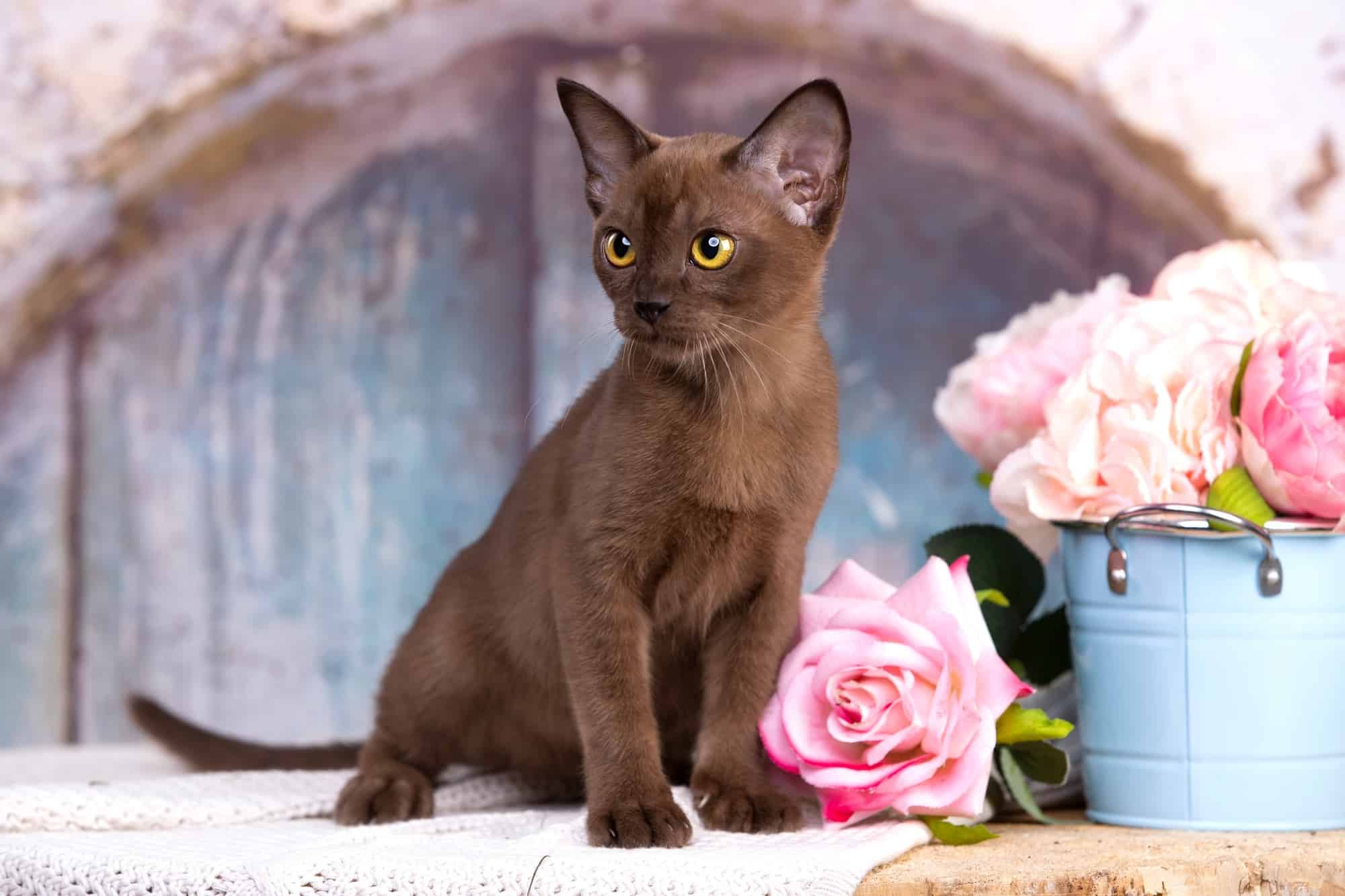 How Much Does Burmese Cat Cost? (2024 Price Guide)