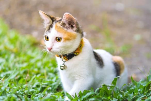 How Much Does a Calico Cat Cost? (2026 Price Guide)