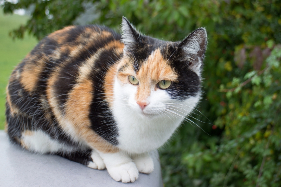 How Much Does a Calico Cat Cost? (2024 Price Guide)