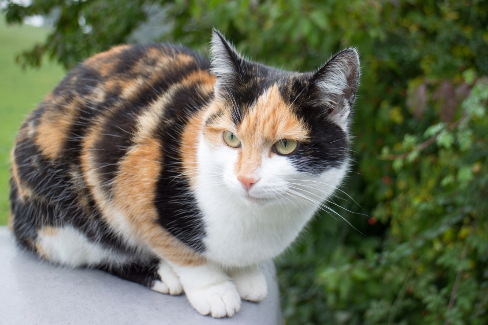 How Much Does a Calico Cat Cost? (2024 Price Guide)