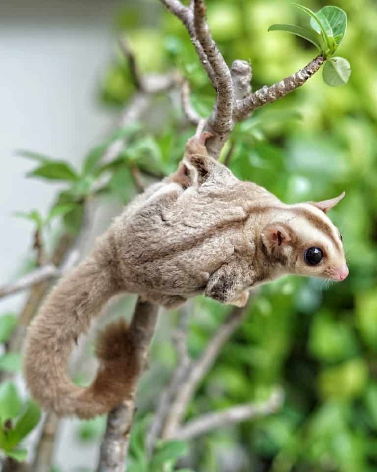 20+ Sugar Glider Colors and Patterns Explained (With Pictures)