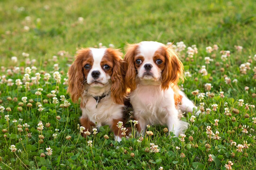 10 Best Cavalier King Charles Spaniel Breeders (2024)