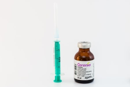 Cerenia Killed My Dog? - Everything You Need to Know