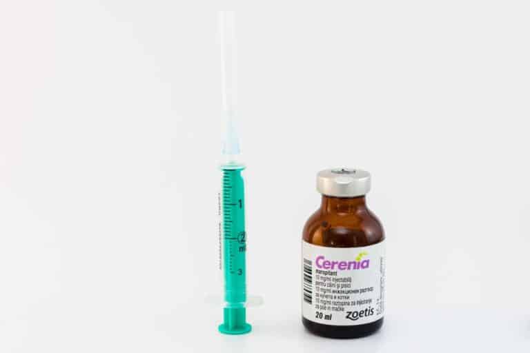 Cerenia Killed My Dog? Everything You Need to Know